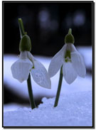 Gece, Kar, Kardelen ve �enpazar